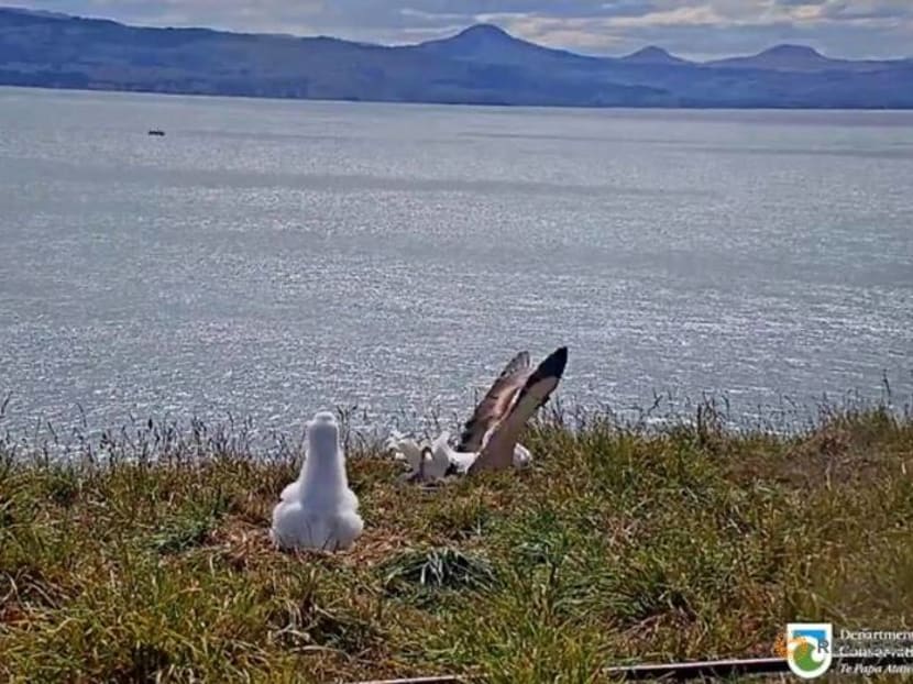 Faceplanting to fame: New Zealand livestream catches albatross in awkward landing Faceplanting to fame: New Zealand livestream catches albatross in awkward landing