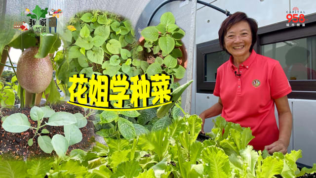 【我家小菜园】第一集：花姐退休后变种菜高手！