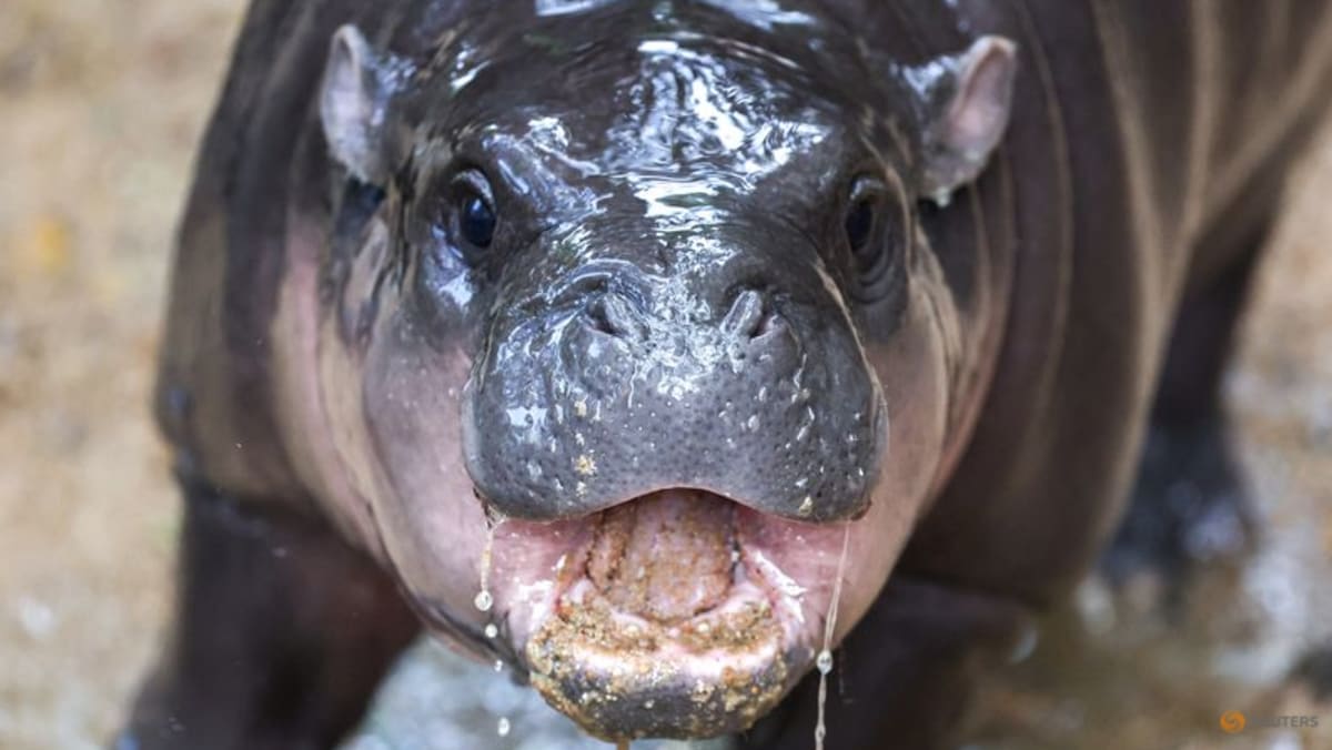 Thai baby hippo internet star draws thousands to its zoo