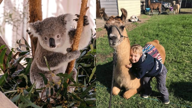 Koalas, farmstays, waterparks: Here’s how you do family bonding time on your Sydney holiday