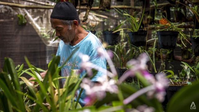 'They are like jewels': Farmer dedicated to preserving orchids at Indonesia's Mount Merapi