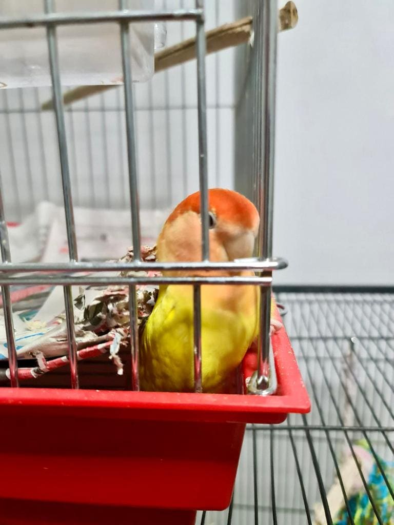 How pet birds in Singapore are lost and found, from posters and