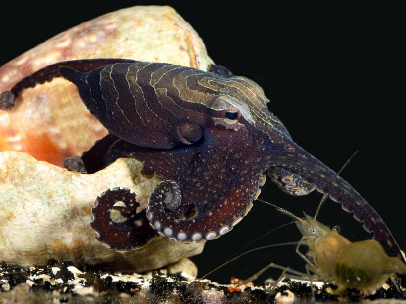 This handout photo provided by Roy L Caldwell shows a LPSO male A15 canteleve large Pacific striped octopus about to catch a shrimp. Photo: Roy L Caldwell via AP