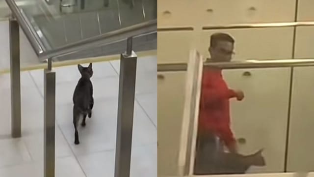 小猫也现身地铁站 网民：难道接到老鼠出没消息？