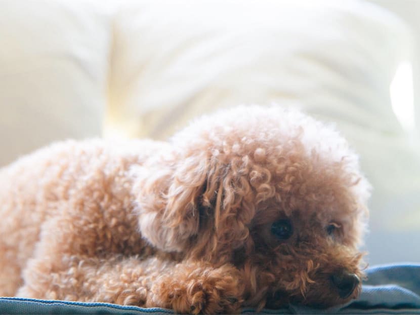 A stock image of a poodle. A stock image of a poodle.