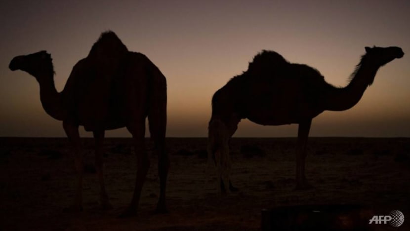 5,000 feral camels culled in drought-hit Australia