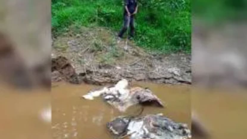 Pergelangan kaki belakang bangkai gajah pygmy dipotong, kata polis Kinabatangan