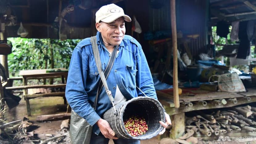 From one addiction to another: Thailand’s ethnic minorities quit opium for coffee From one addiction to another: Thailand’s ethnic minorities quit opium for coffee
