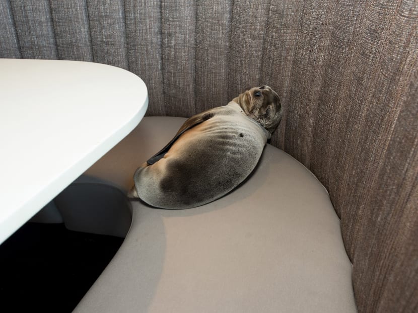 Gallery: Sea lion takes a booth at San Diego restaurant on the beach