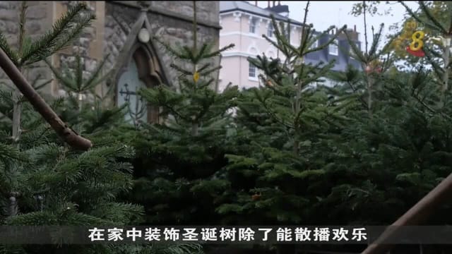 英国种植业者降低圣诞树价格 让民众可轻松买树欢度佳节