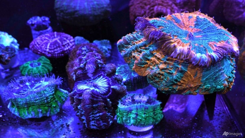Coral reefs provide stunning images of a world under assault Coral reefs provide stunning images of a world under assault