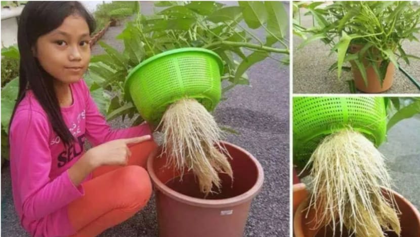 Cara menarik tanam sayur dalam baldi tanpa bahan berbahaya