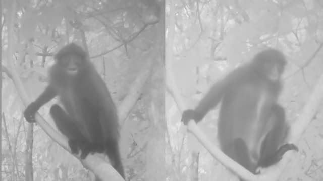 濒临绝种莱佛士叶猴 首次出现在武吉知马生态连道