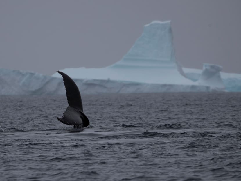 A whale swims near an iceberg near Two Hummock Island, Antarctica, on Feb 2, 2020.
