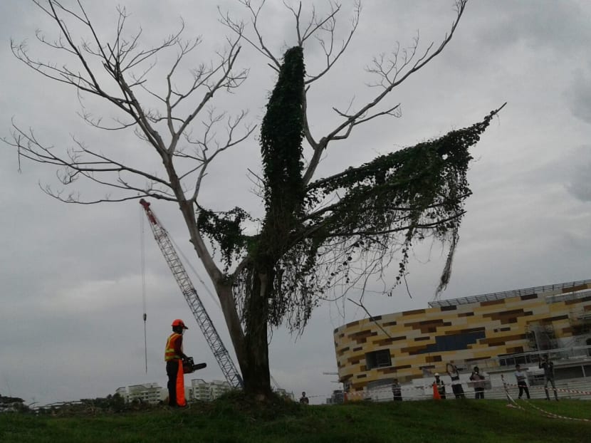 Popular Instagram tree in Punggol removed