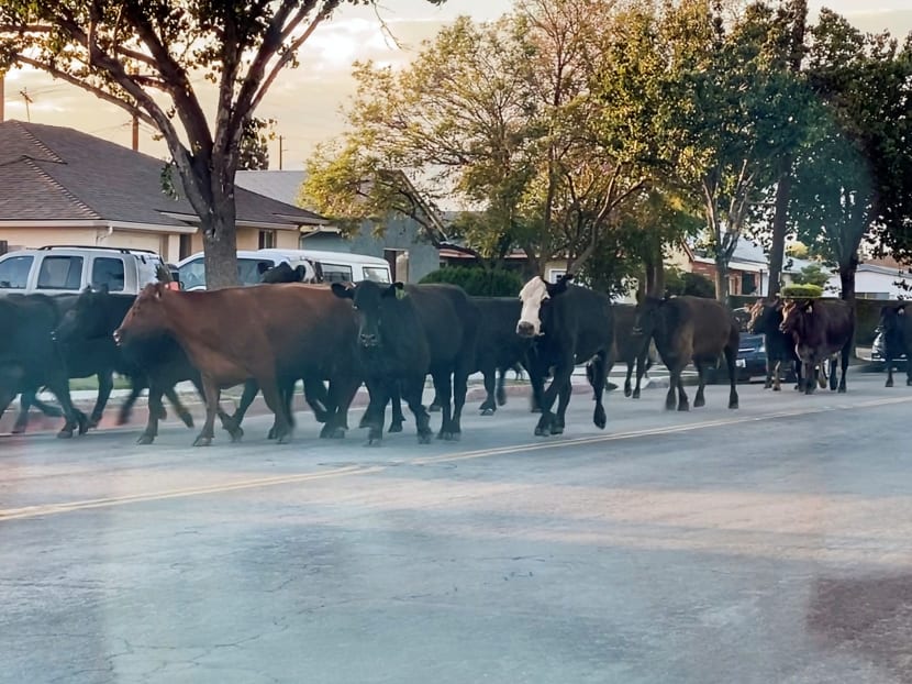 A herd of cows runs through the street in Pico Rivera, California, United States on June 22, 2021 in this still image taken from social media video.