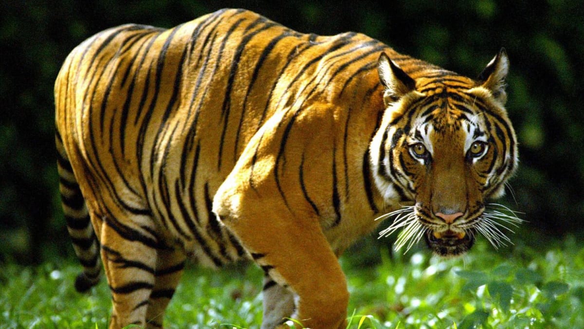 Warga Malaysia tewas dalam serangan harimau
