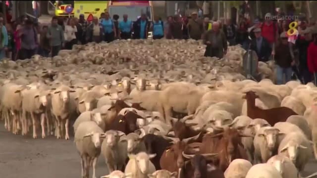 西班牙迎年度迁徙放牧节 数千只绵羊穿过街道