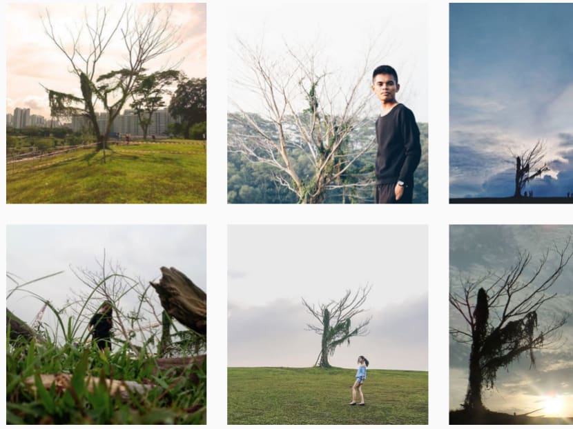The #InstagramTree has over 1500 photos under its dedicated hashtag. Screencap: Instagram