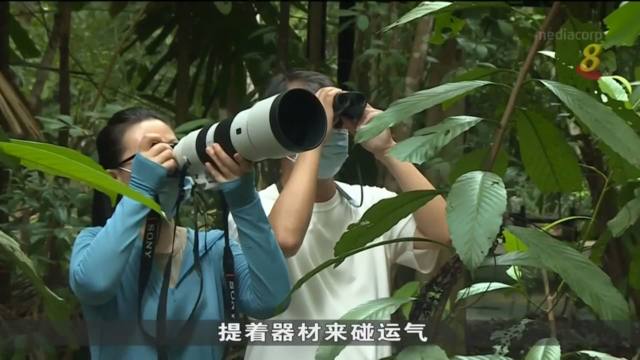 八色鸟过境武吉知马自然保护区 公园局设围网控制拍照人流