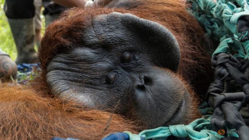 From village to conservation forest, Indonesian orangutan finds a new home
