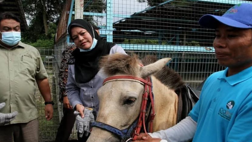 Zoo haiwan jinak terbesar di Malaysia daya tarikan terbaru Perak Agrotourism Resort
