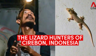 The lizard hunters of Cirebon, Indonesia | Video