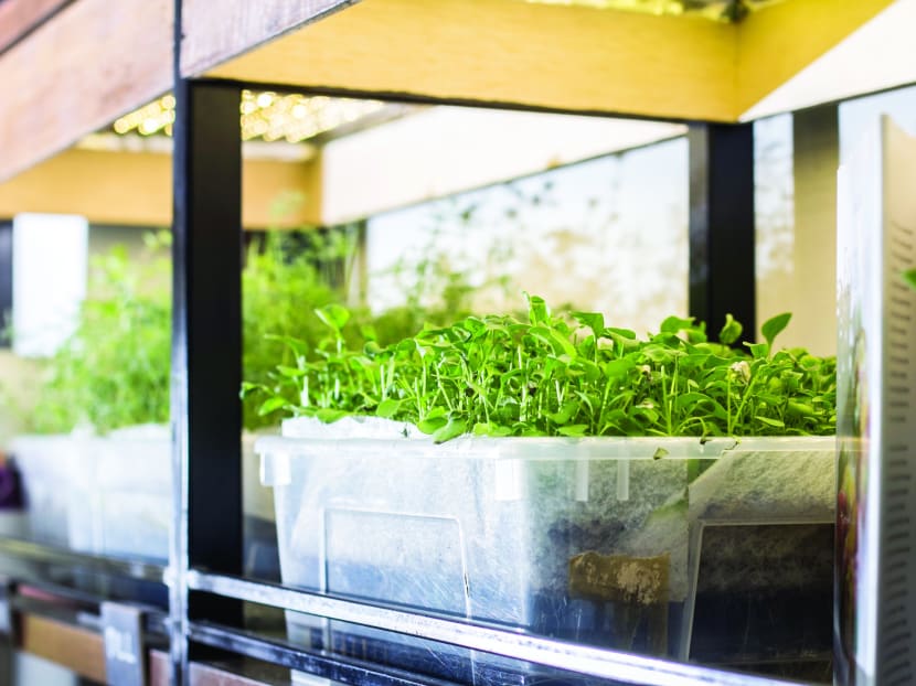 Restaurants in Singapore take to urban farming