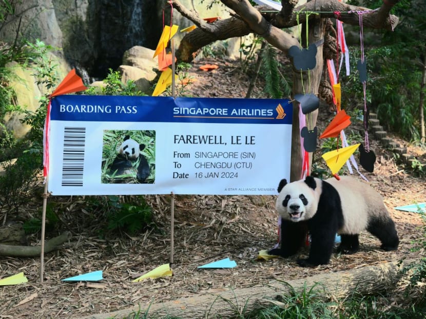Singapore bids farewell to China bound panda cub Le Le TODAY