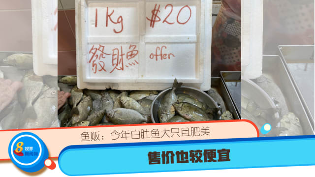 鱼贩：今年白肚鱼大只且肥美  售价也较便宜