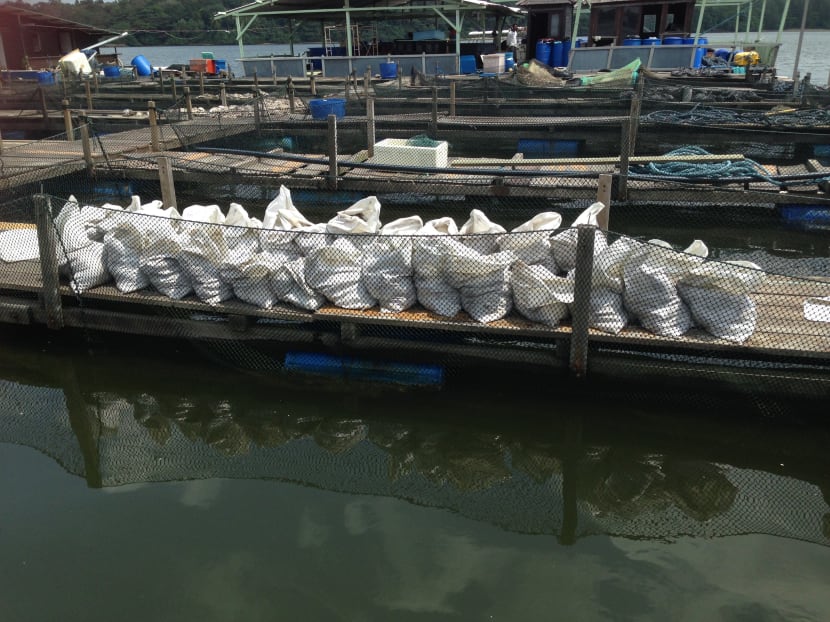 Farmers losing S$15,000 to S$300,000 as mass fish deaths look set to continue