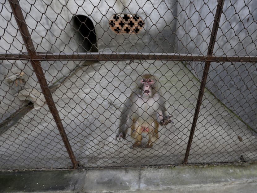Gallery: Chinese village hopes for year of profitable monkey business
