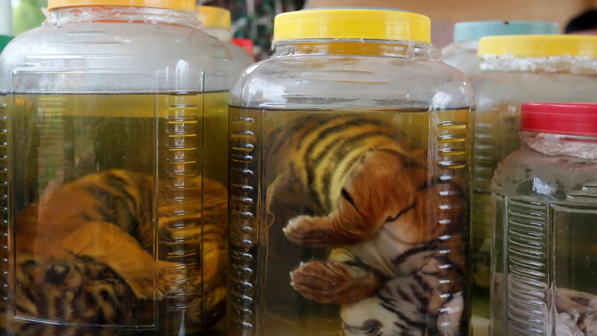 40 dead tiger cubs found in Thai temple freezer