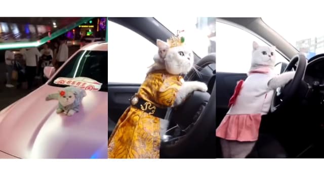 中国猫咪当车模月入上万 吃得起最贵猫粮