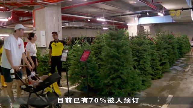 业者：因进口货源有限 12英尺或更高的圣诞树将涨价至少5%