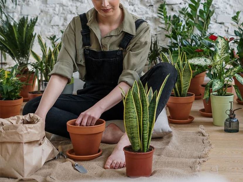 Thinking green and why there’s therapeutic value in gardening Thinking green and why there’s therapeutic value in gardening