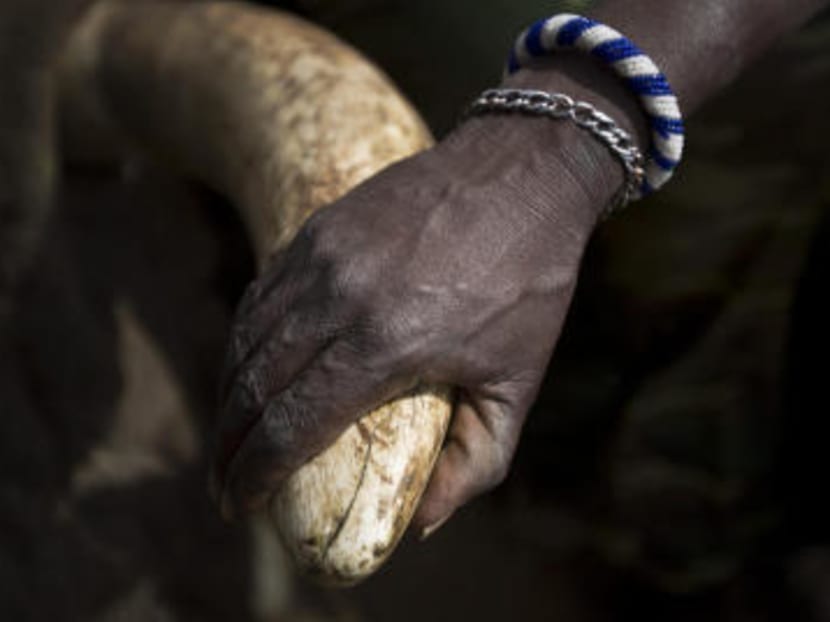 A local Maasai tribesman places his hand on the tusk of a tranquilized wild elephant during an anti-poaching elephant-collaring operation near Kajiado, in southern Kenya, Dec 3 2013. Photo: AP