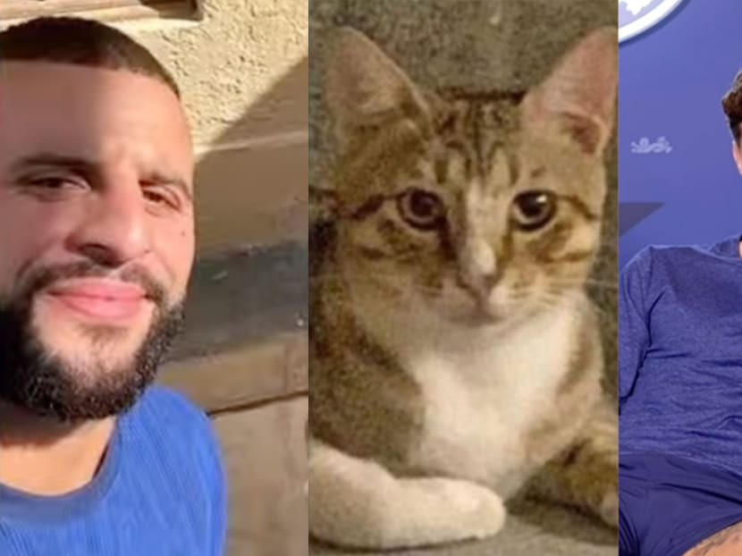 Dave the cat (centre) is set to go to its new home in England to the arms of English players duo Kyle Walker (extreme left) and John Stones (extreme right).