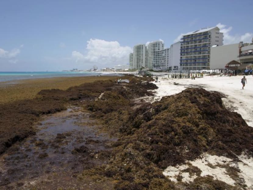 Sargassum algae is seen at Gaviota Azul beach in Cancun July 17, 2015. Photo: Reuters