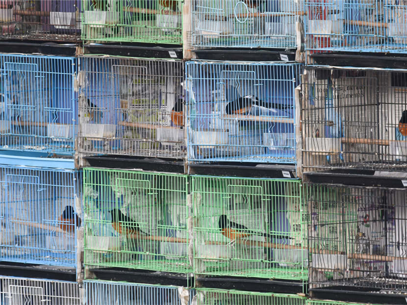 Birds sold in mostly illegal online trade in Singapore may be smuggled, poached: Report Birds sold in mostly illegal online trade in Singapore may be smuggled, poached: Report