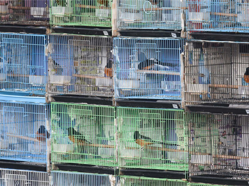 A photo supplied by Traffic, a non-governmental organisation, shows cages containing birds called White-rumped Shama Copsychus malabaricus that it said were meant for sale in Singapore.