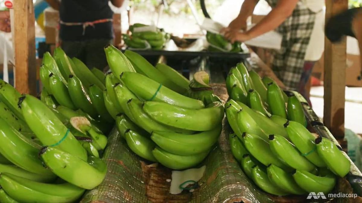 Organisation of a banana bunch.