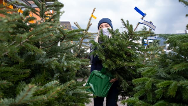 圣诞节将至 疫情和气候问题却影响圣诞树供应