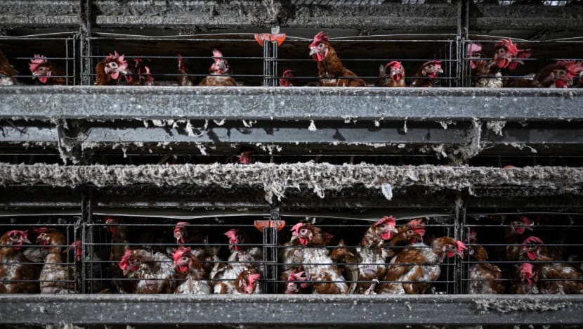 Malaysia’s domestic chicken supply not affected by bird flu outbreak overseas: Minister