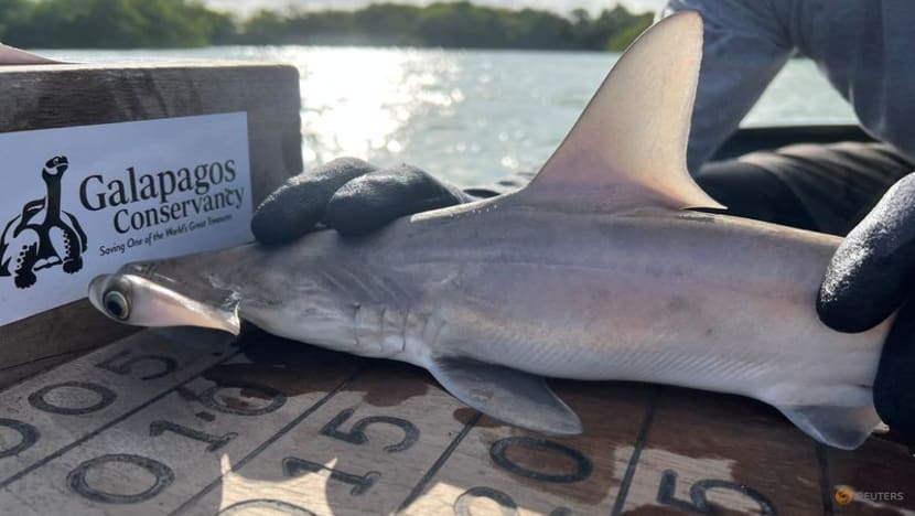 Scientists discover hammerhead shark nursery in Ecuador's Galapagos Scientists discover hammerhead shark nursery in Ecuador's Galapagos