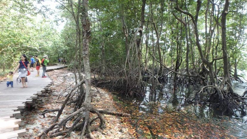 Three coastal areas proposed for conservation in Singapore Blue Plan Three coastal areas proposed for conservation in Singapore Blue Plan