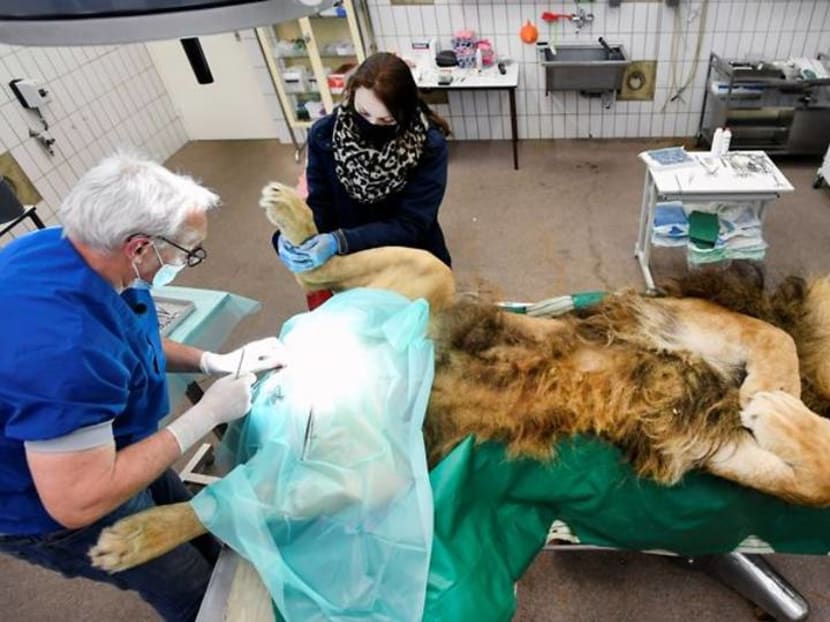 Lion has vasectomy after siring five cubs in a year
