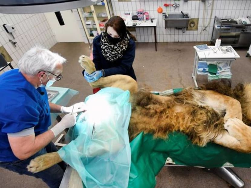 Lion has vasectomy after siring five cubs in a year Lion has vasectomy after siring five cubs in a year