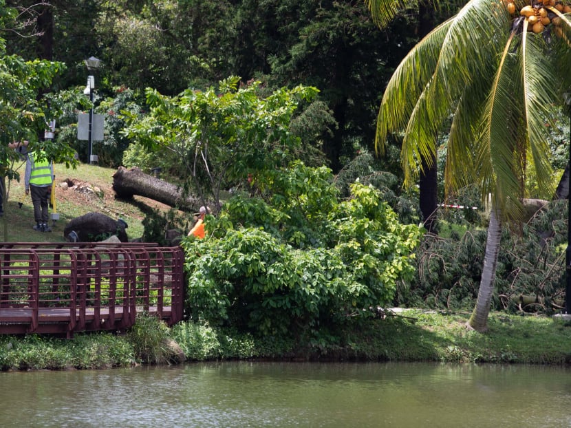 Tree That Fell And Killed Woman At Marsiling Park Had Termite