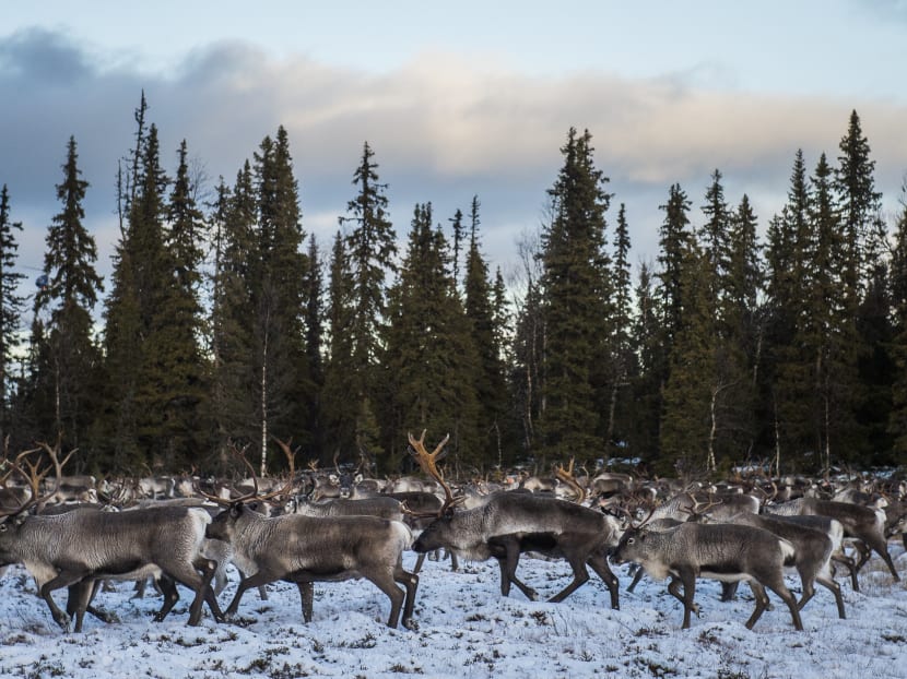 Reindeers belonging to Vilhelmina Norra Sameby during  a reindeer herding on Oct 28, 2016 near the village of Dikanas about 800km north-west of the capital Sweden. Photo: AFP